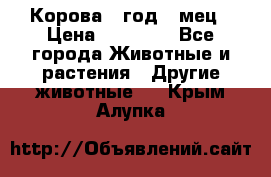 Корова 1 год 4 мец › Цена ­ 27 000 - Все города Животные и растения » Другие животные   . Крым,Алупка